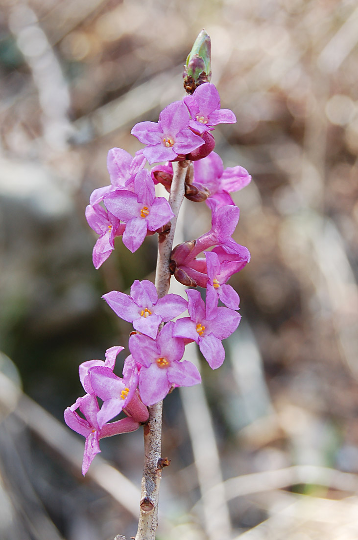 Daphne mezereum / Mezereo o Fior di stecco